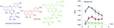 Graphical abstract: Quantification of microbial uptake of quercetin and its derivatives using an UHPLC-ESI-QTOF mass spectrometry assay