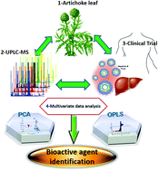 Graphical abstract: The wild Egyptian artichoke as a promising functional food for the treatment of hepatitis C virus as revealed via UPLC-MS and clinical trials