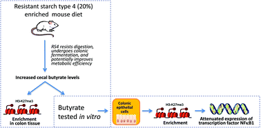 Graphical abstract: Dietary resistant starch type 4-derived butyrate attenuates nuclear factor-kappa-B1 through modulation of histone H3 trimethylation at lysine 27