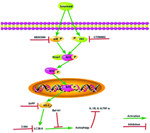 Graphical abstract: Solanesol induces the expression of heme oxygenase-1 via p38 and Akt and suppresses the production of proinflammatory cytokines in RAW264.7 cells