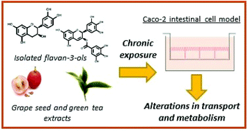 Graphical abstract: Differentiated Caco-2 cell monolayers exhibit adaptation in the transport and metabolism of flavan-3-ols with chronic exposure to both isolated flavan-3-ols and enriched extracts