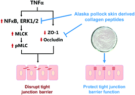 Graphical abstract: Collagen peptides ameliorate intestinal epithelial barrier dysfunction in immunostimulatory Caco-2 cell monolayers via enhancing tight junctions