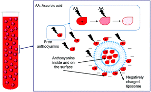 Graphical abstract: Impact of liposomal encapsulation on degradation of anthocyanins of black carrot extract by adding ascorbic acid