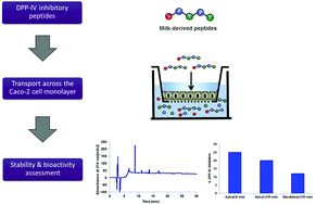 Graphical abstract: Investigation into the bioavailability of milk protein-derived peptides with dipeptidyl-peptidase IV inhibitory activity using Caco-2 cell monolayers