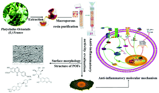 Graphical abstract: Macroporous resin purification and characterization of flavonoids from Platycladus orientalis (L.) Franco and their effects on macrophage inflammatory response