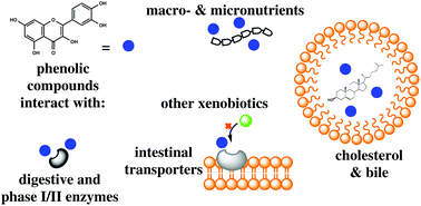 Graphical abstract: Gastrointestinal interactions, absorption, splanchnic metabolism and pharmacokinetics of orally ingested phenolic compounds