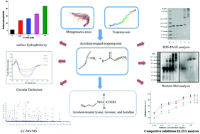 Graphical abstract: Changes of structure and IgE binding capacity of shrimp (Metapenaeus ensis) tropomyosin followed by acrolein treatment