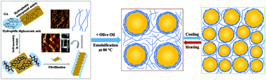Graphical abstract: Thermoresponsive structured emulsions based on the fibrillar self-assembly of natural saponin glycyrrhizic acid