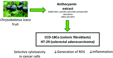 Graphical abstract: Cocoplum (Chrysobalanus icaco L.) anthocyanins exert anti-inflammatory activity in human colon cancer and non-malignant colon cells