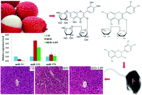 Graphical abstract: Lychee pulp phenolics ameliorate hepatic lipid accumulation by reducing miR-33 and miR-122 expression in mice fed a high-fat diet