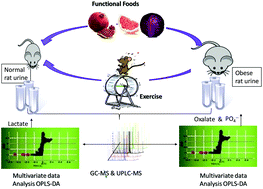 Graphical abstract: Rats’ urinary metabolomes reveal the potential roles of functional foods and exercise in obesity management