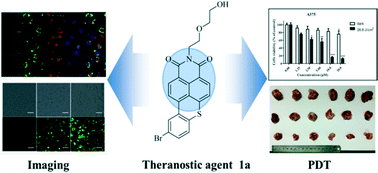 Graphical abstract: One small molecule as a theranostic agent: naphthalimide dye for subcellular fluorescence localization and photodynamic therapy in vivo