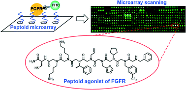 Graphical abstract: Identification of novel peptoid agonists of fibroblast growth factor receptors using microarray-based screening