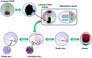 Graphical abstract: Protection effect of intracellular melanin from Lachnum YM156 and Haikunshenxi capsule combination on adenine-induced chronic renal failure in mice