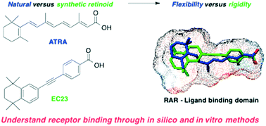 Graphical abstract: The molecular basis of the interactions between synthetic retinoic acid analogues and the retinoic acid receptors