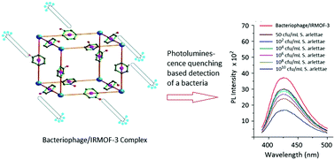 Graphical abstract: Bacteriophage conjugated IRMOF-3 as a novel opto-sensor for S. arlettae