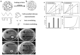 Graphical abstract: A semi-interpenetrating network polyampholyte hydrogel simultaneously demonstrating remarkable toughness and antibacterial properties