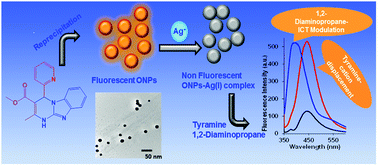 Graphical abstract: A Biginelli-based organic nanoprobe for simultaneous estimation of tyramine and 1,2-diaminopropane: application in real samples