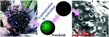 Graphical abstract: Hierarchical carbon microstructures prepared from oil-palm-shell tracheids for Li–S batteries