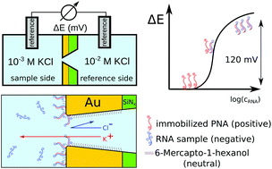 Graphical abstract: Potentiometric sensing of nucleic acids using chemically modified nanopores