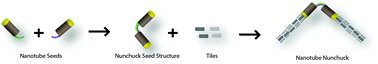 Graphical abstract: Self-assembly of precisely defined DNA nanotube superstructures using DNA origami seeds