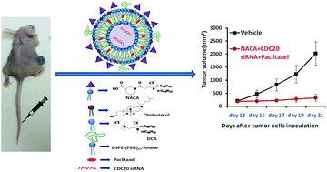 Graphical abstract: CDC20siRNA and paclitaxel co-loaded nanometric liposomes of a nipecotic acid-derived cationic amphiphile inhibit xenografted neuroblastoma