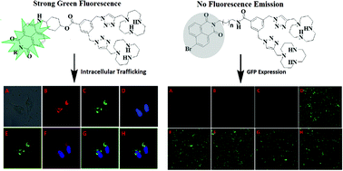 Graphical abstract: Functional lipids based on [12]aneN3 and naphthalimide as efficient non-viral gene vectors