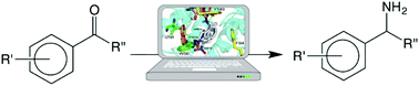 Graphical abstract: Stereoelectronic effects in the reaction of aromatic substrates catalysed by Halomonas elongata transaminase and its mutants