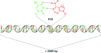 Graphical abstract: The 5-chlorouracil:7-deazaadenine base pair as an alternative to the dT:dA base pair