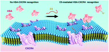 Graphical abstract: Dual-affinity peptide mediated inter-protein recognition