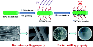 Graphical abstract: Effect of polyethylene glycol on the antibacterial properties of polyurethane/carbon nanotube electrospun nanofibers