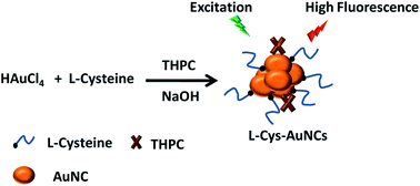 Graphical abstract: Green synthesis of highly fluorescent AuNCs with red emission and their special sensing behavior for Al3+