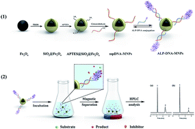 Graphical abstract: A self-directed and reconstructible immobilization strategy: DNA directed immobilization of alkaline phosphatase for enzyme inhibition assays