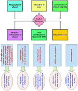 Graphical abstract: Diethyl carbonate: critical review of synthesis routes, catalysts used and engineering aspects
