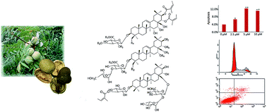 Graphical abstract: Barrigenol triterpenes from the husks of Xanthoceras sorbifolia Bunge and their antitumor activities