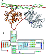 Graphical abstract: Importance of the linker region in matrix metalloproteinase-1 domain interactions
