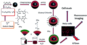 Graphical abstract: Preparation, characterization and in vitro photodynamic therapy of a pyropheophorbide-a-conjugated Fe3O4 multifunctional magnetofluorescence photosensitizer
