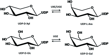 Graphical abstract: Transcriptome-guided discovery and functional characterization of two UDP-sugar 4-epimerase families involved in the biosynthesis of anti-tumor polysaccharides in Ornithogalum caudatum