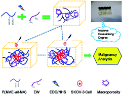 Graphical abstract: The effects of macroporosity and stiffness of poly[(methyl vinyl ether)-alt-(maleic acid)] cross-linked egg white simulations of an aged extracellular matrix on the proliferation of ovarian cancer cells
