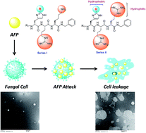 Graphical abstract: Alkylated histidine based short cationic antifungal peptides: synthesis, biological evaluation and mechanistic investigations