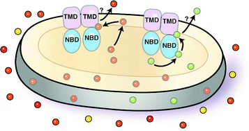 Graphical abstract: Single nanoparticle plasmonic spectroscopy for study of the efflux function of multidrug ABC membrane transporters of single live cells