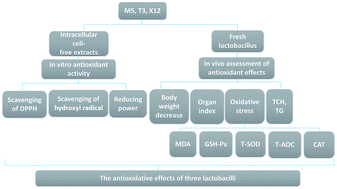 Graphical abstract: The antioxidative effects of three lactobacilli on high-fat diet induced obese mice