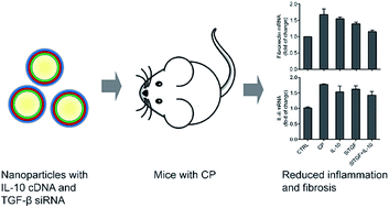 Graphical abstract: Polyelectrolyte multilayers assembled from IL-10 plasmid DNA and TGF-β siRNA facilitate chronic pancreatitis treatment