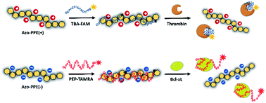 Graphical abstract: A sensitive polymeric dark quencher-based sensing platform for fluorescence “turn on” detection of proteins