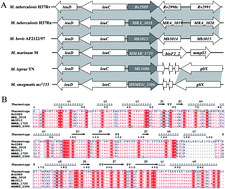 Graphical abstract: Mycobacterial IclR family transcriptional factor Rv2989 is specifically involved in isoniazid tolerance by regulating the expression of catalase encoding gene katG