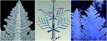 Graphical abstract: Anisotropic growth and structure-dependent photoresponse activity of multi-level one-dimensional PbS nano-architectures