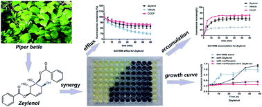 Graphical abstract: Benzocyclohexane oxide derivatives and neolignans from Piper betle inhibit efflux-related resistance in Staphylococcus aureus