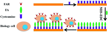 Graphical abstract: Investigation of biological cell–small molecule interactions with a gold surface plasmon resonance sensor using a laser scanning confocal imaging-surface plasmon resonance system