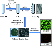 Graphical abstract: Dual functional polylactide–hydroxyapatite nanocomposites for bone regeneration with nano-silver being loaded via reductive polydopamine