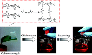 Graphical abstract: Flexible and durable cellulose aerogels for highly effective oil/water separation